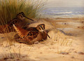 Woodcock Nesting On A Beach - Archibald Thorburn