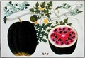Mindikay or Water Melon, from 'Drawings of Plants from Malacca', c.1805-18 - Anonymous Artist