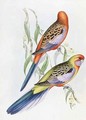 Platycercus Adelaidae from the Birds of Australia - John Gould
