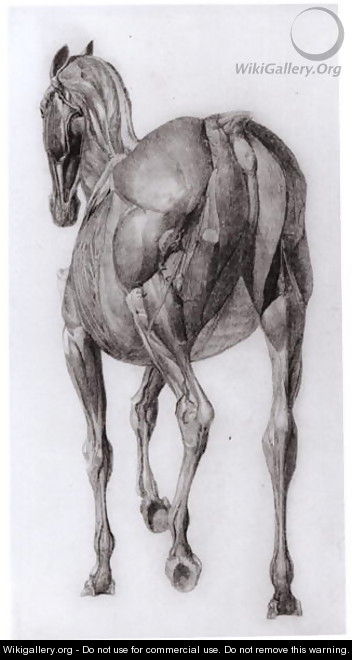 Dorsal view of the muscle structure of a progressively dissected horse, study No.7 from The Anatomy of the Horse, 1766 - George Stubbs