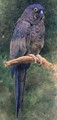 Hyacinth Macaw - Henry Stacy Marks