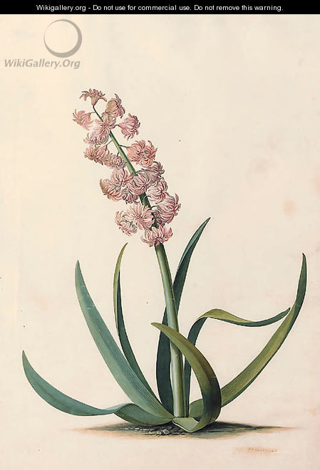 Hyacinthus orientalis - Georg Dionysius Ehret
