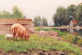 Pigs in a yard - Petrus Paulus Schiedges