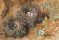 Still life with birds' nests - William Henry Hunt