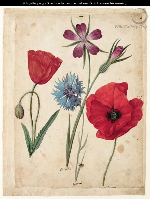 A Sheet Of Studies Of Flowers Two Corn Poppies, A Corn Cockle And A Cornflower - Jacques (de Morgues) Le Moyne