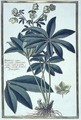 Helleborus niger (Christmas Rose) - Claude Aubriet