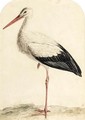 A Stork - Jan Christiaan Sepp
