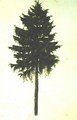 Pine Tree - Albrecht Durer