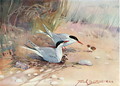 Common Tern, illustration from Wildfowl and Waders - Frank Southgate