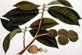 Brangam or Malay Chestnut, from 'Drawings of Plants from Malacca', c.1805-18 - Anonymous Artist