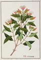 Boongo Chinkie (Malay), Eugenia Caryophyllatallen or Clove, from 'Drawings of Plants from Malacca', c.1805-18 - Anonymous Artist