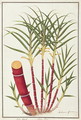 Sugar Cane, Teboo Gagak, from 'Drawings of Plants from Malacca', c.1805-18 - Anonymous Artist