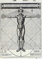 Ideal proportions based on the human body, from 'Di Lucio Vitruvio Pollione de architectura a libri dece' - Cesare di Lorenzo Cesariano