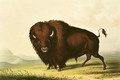 A Bison, c.1832 - George Catlin