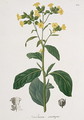 Nicotiana from Phytographie Medicale - L.F.J. Hoquart