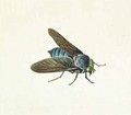 The Horsefly - Georg Dionysius Ehret