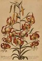 American Turkscap Lily from Plantae Selectae - Georg Dionysius Ehret