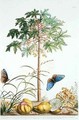 Pawpaw Tree 2 - Georg Dionysius Ehret
