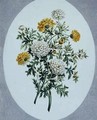 Chrysanthemum - John Edwards