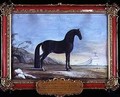 No 7 A dark bay Arab horse of the Spanish Riding School - Baron Reis d
