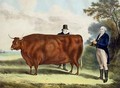 Portrait of Mr TW Coke Esq and Clerk Hilliard Esq with a North Devon Ox - (after) Davis, W.H.