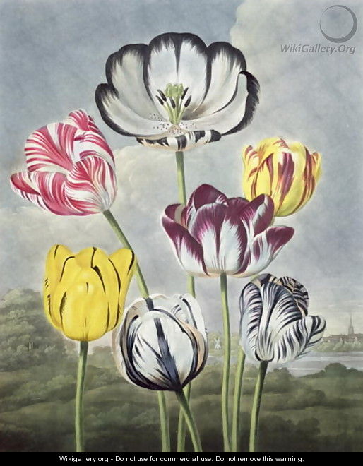 Tulips, engraved by Earlom, from The Temple of Flora by Thornton, 1807 ...