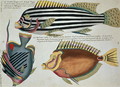 Three Fish, plate 31 from Vol 2 of Fish, Crayfish and Crabs, pub. 1754 - (after) Renard, Louis