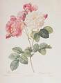 Rosa Damascena, from Les Roses, 1817 - Pierre-Joseph Redouté
