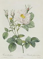 Rosa Alba Foliacea - Pierre-Joseph Redouté