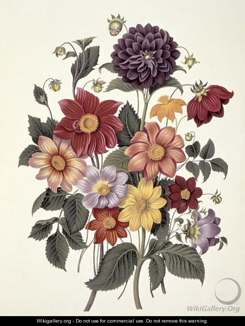 Dahlias, engraved by Weddell, plate 10 from Beauties of Flora by S ...