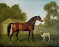 Dungannon, the property of Colonel OKelly, painted in a paddock with a sheep, 1793 - George Stubbs