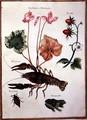 Cyclamen, Alpine Strawberry, a Lobster and a Frog - Nicolas Robert