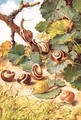 Land Snails illustration from Country Days and Country Ways - Louis Fairfax Muckley