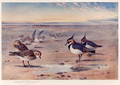 Lapwing and Golden Plover - Archibald Thorburn