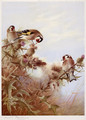 Goldfinches on Thistles - Archibald Thorburn