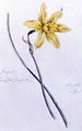 Jonquil painted at Loughton 15th April 1859 - William James Linton