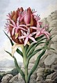 Spear Lily Doryanthes excellsa 1823 - John Lindley