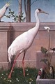 Indian Crane Cockatoo Bullfinch and Thrush - Henry Stacy Marks