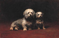 Dandie Dinmont and Puppy - Helen Cridland