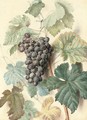 White Sweetwater grapes - James Sillett