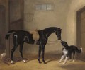 Portrait of a saddle black hunter with a sheep dog in a stable - William Barraud