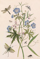 Meadow Crane's-bill, and Wild Pea with dragonflies and a stag beetle - Thomas Robins