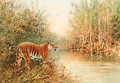 Tiger at the Water's Edge - William Woodhouse
