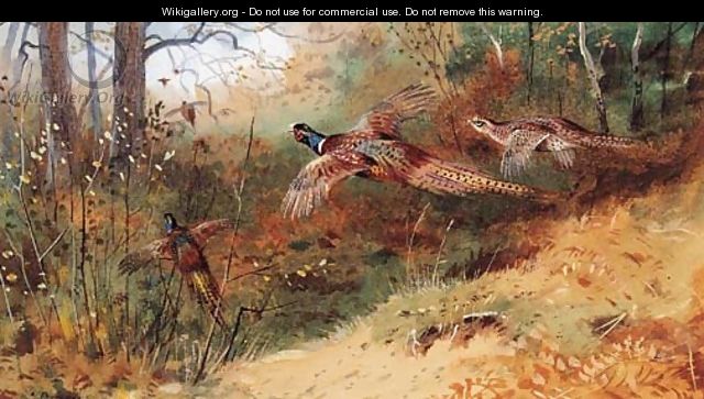 Cock Pheasants and a Hen Pheasant in flight - Archibald Thorburn