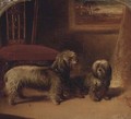 Two dandie dinmont terriers in an interior - (after) Gourlay Steell