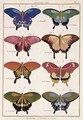 Butterflies from 'Histoire Naturelle des Insectes' - Robert Benard