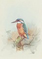 Kingfisher - Archibald Thorburn