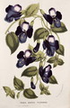 Torenia Asiatica pulcherrima, from 